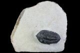 Minicryphaeus Trilobite - Atchana, Morocco #55980-1
